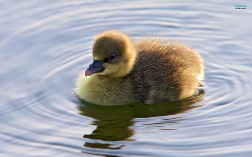 Why are ducklings so cute