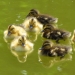 Why are ducklings so cute