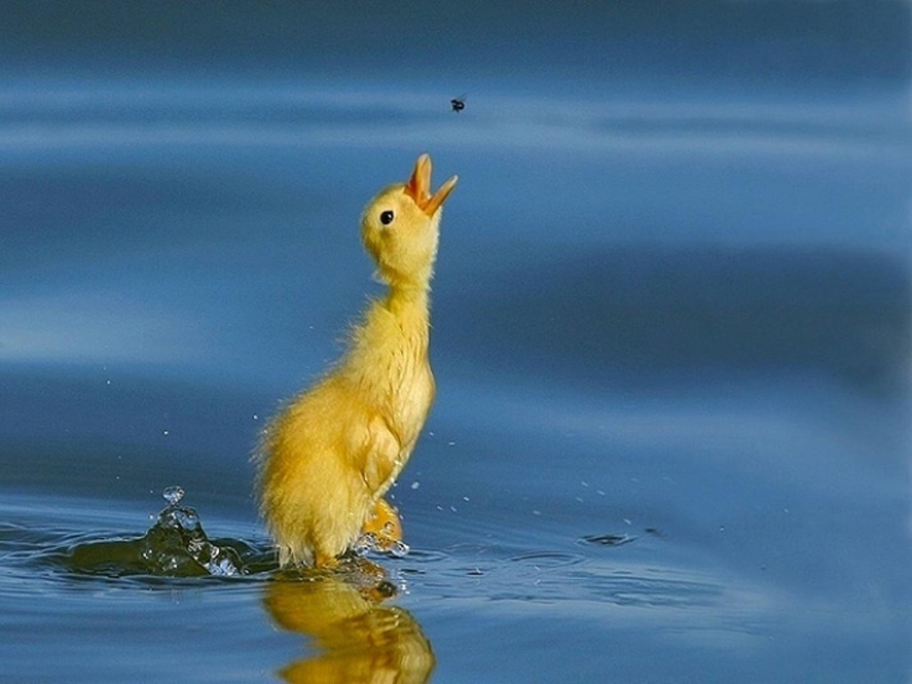 Why are ducklings so cute