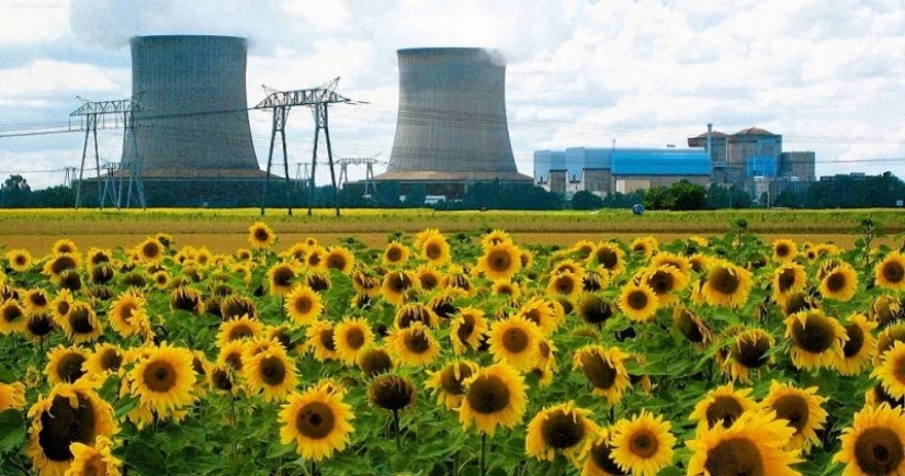 Why are sunflowers planted in places of nuclear disasters