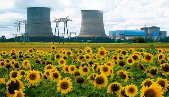 Why are sunflowers planted in places of nuclear disasters