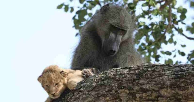 Why baboons steal little cubs