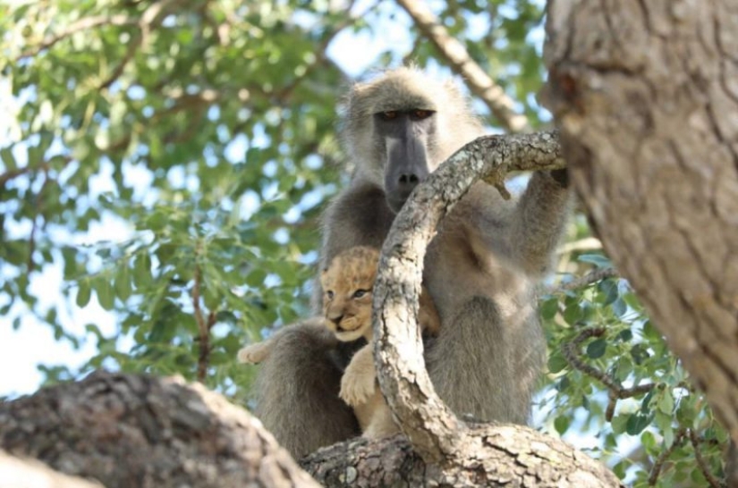 Why baboons steal little cubs