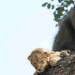 Why baboons steal little cubs