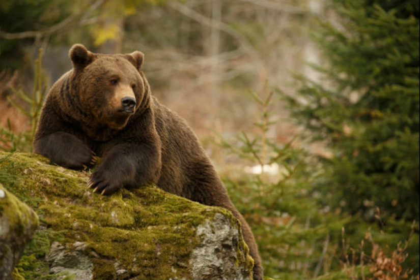 Why can't a bonfire protect you from wild animals in the forest