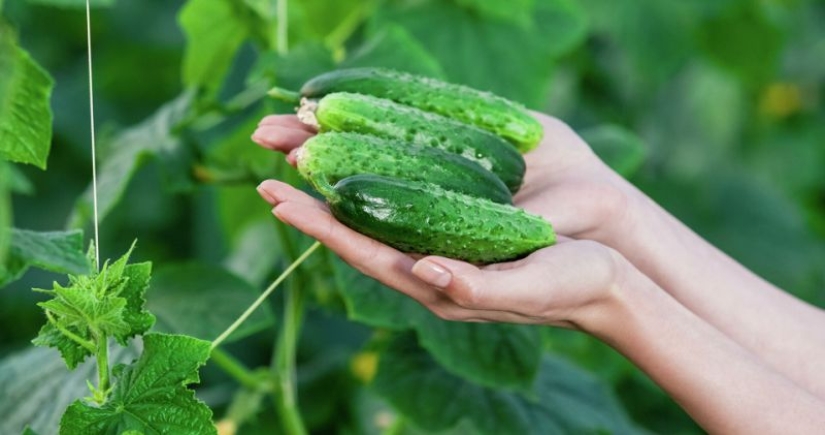 Why cucumbers are covered with pimples