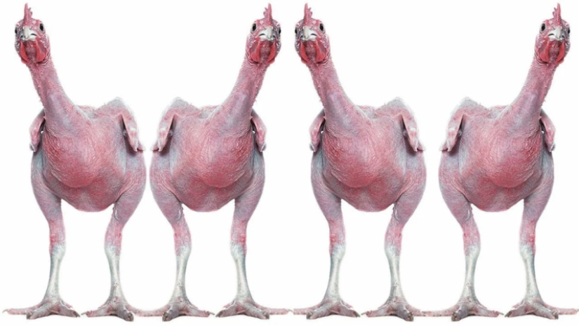 Why did Israeli breeders breed a naked chicken