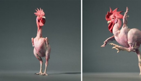 Why did Israeli breeders breed a naked chicken