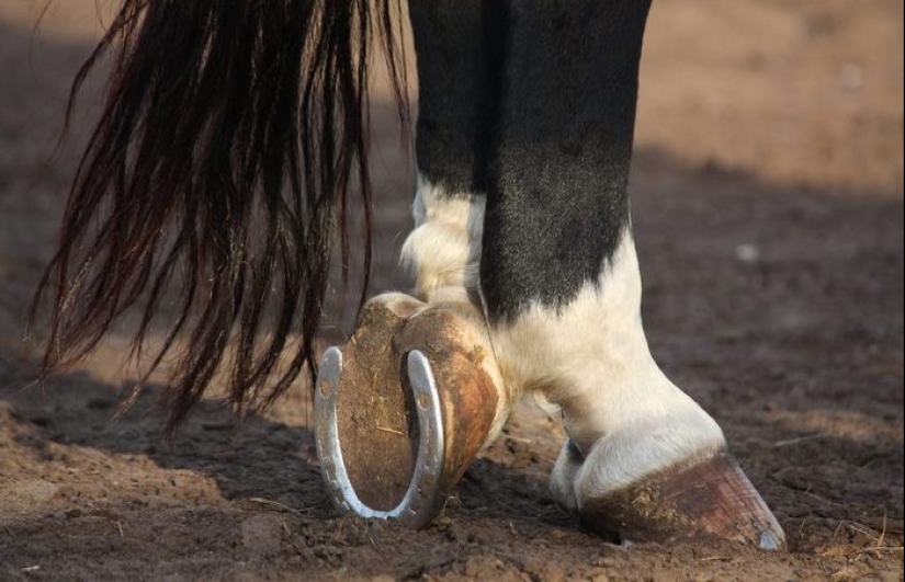 Why did man start shoeing horses?