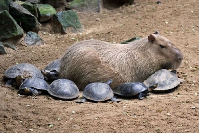 Why do all animals love capybaras