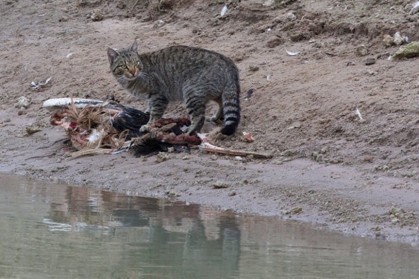 Why do Australians need a "great wall" against cats