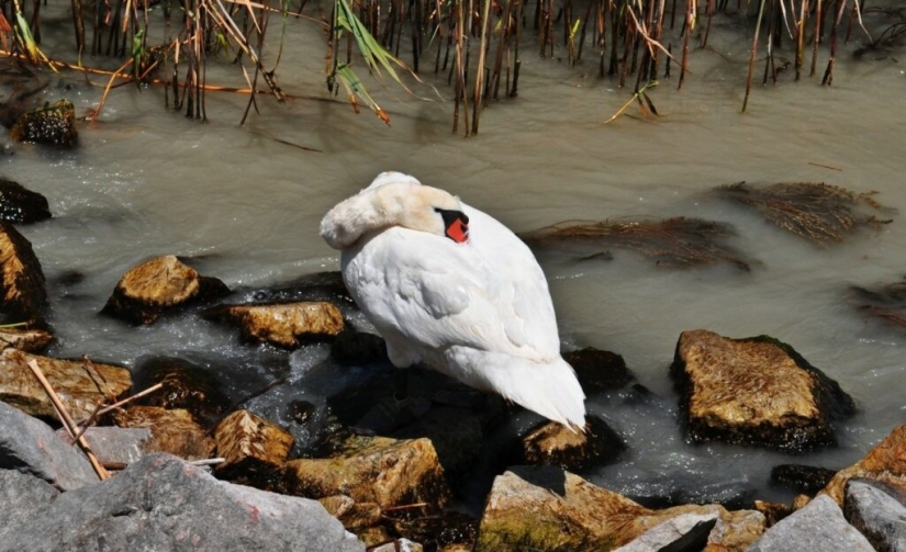 Why do birds hide their beaks under their wings