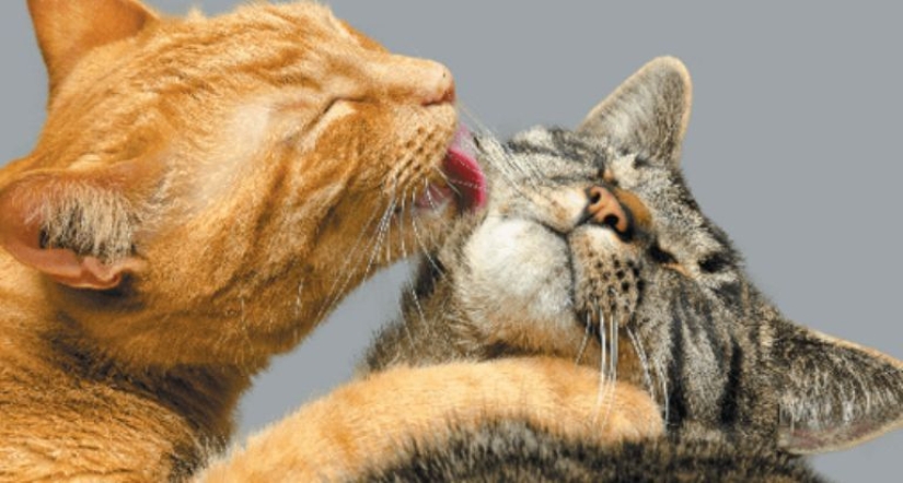 Why do cats lick people's faces