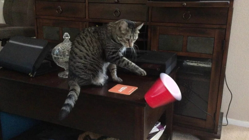 Why do cats throw objects off the table, and is it worth fighting it?