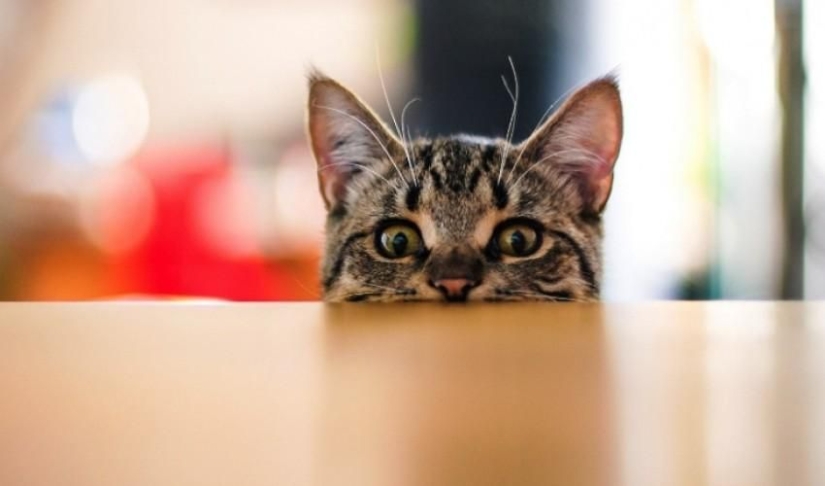Why do cats throw objects off the table, and is it worth fighting it?