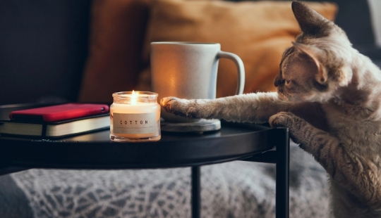 Why do cats throw objects off the table, and is it worth fighting it?