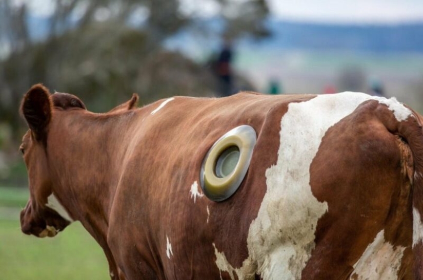 Why do cows make holes in their sides