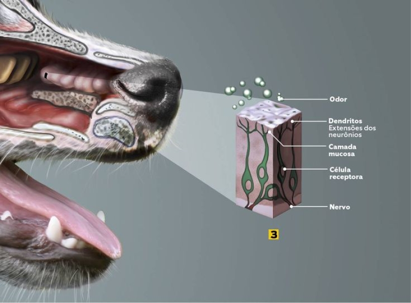 Why do dogs have wet and cold noses?