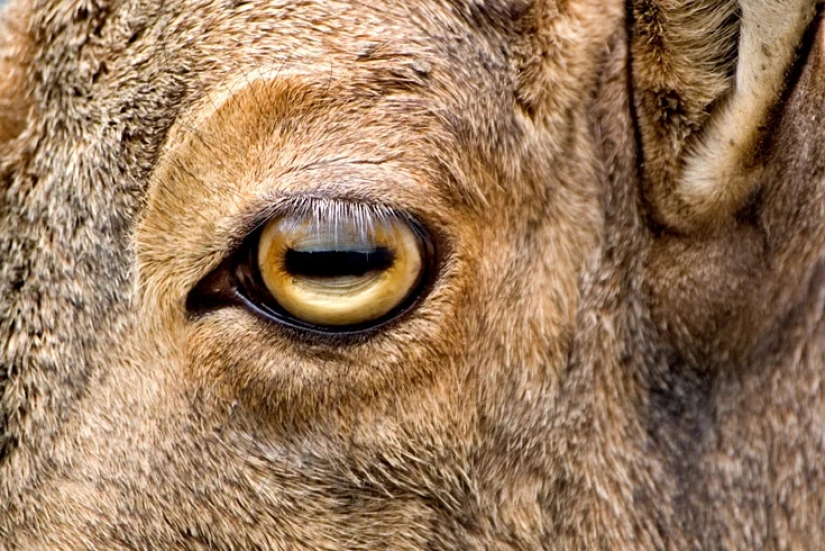 Why do goats have rectangular pupils?
