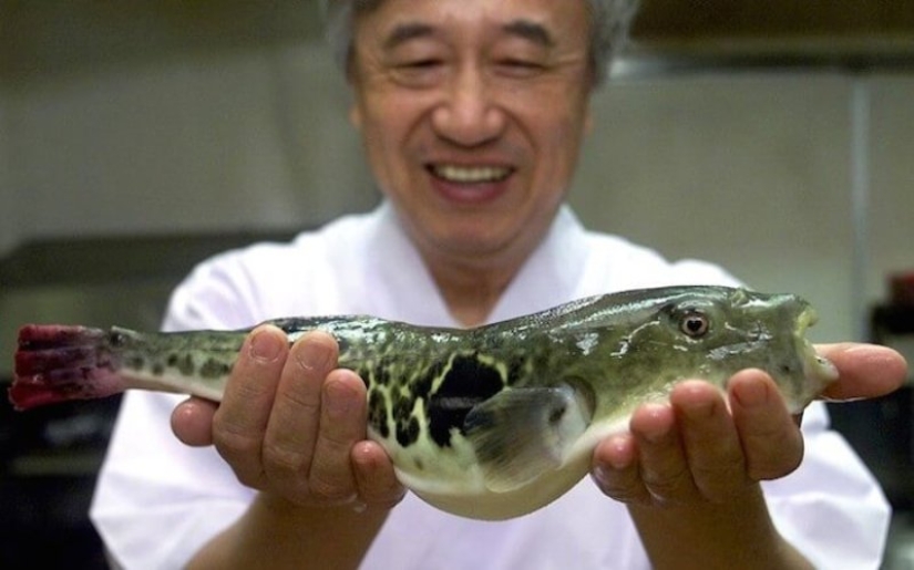 Why do gourmets value the deadly puffer fish and what risks do they take?