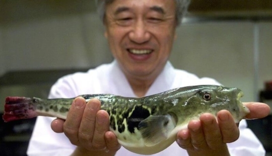 Why do gourmets value the deadly puffer fish and what risks do they take?