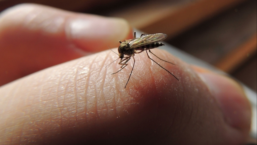 Why do mosquitoes bite some people more than others?