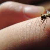 Why do mosquitoes bite some people more than others?