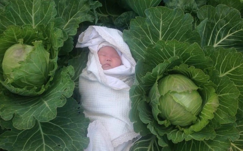 Why do they say that children are "found in cabbage"