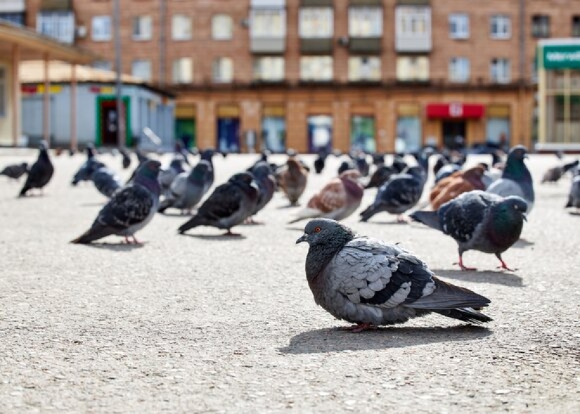 Why do we never see baby pigeons?