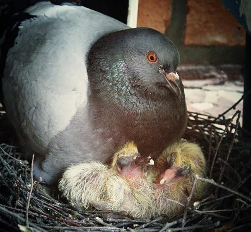 Why do we never see baby pigeons?