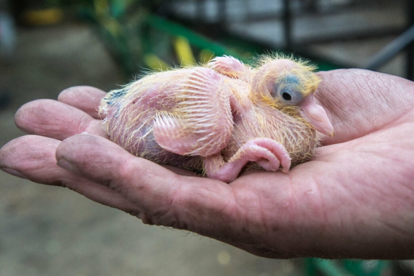 Why do we never see baby pigeons?