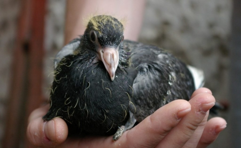 Why do we never see baby pigeons?