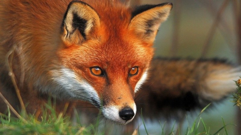 Why does a fox have a pointed muzzle?