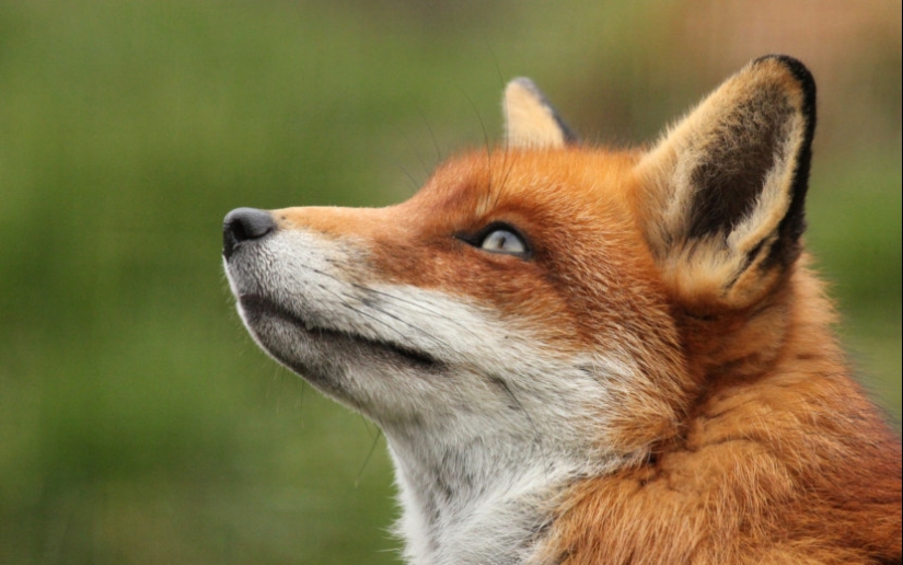 Why does a fox have a pointed muzzle?