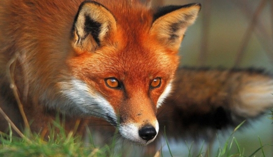 Why does a fox have a pointed muzzle?