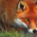 Why does a fox have a pointed muzzle?