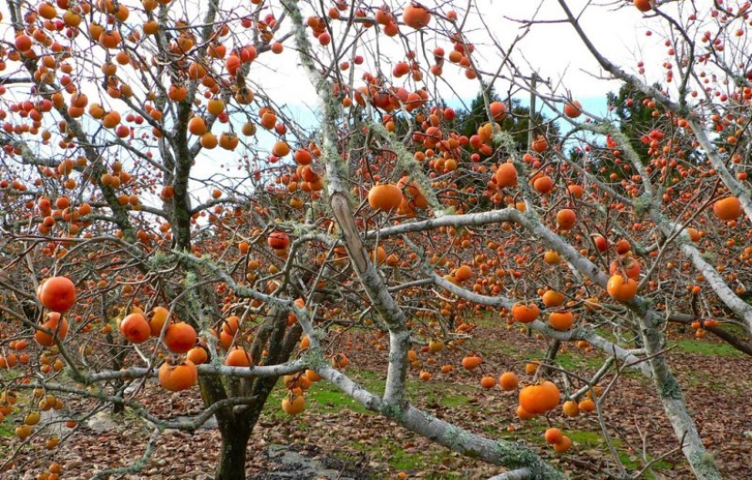 Why does persimmon knit and how to always buy only sweet. Expert advice