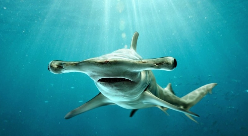 Why does the hammerhead shark have such a strange head shape?