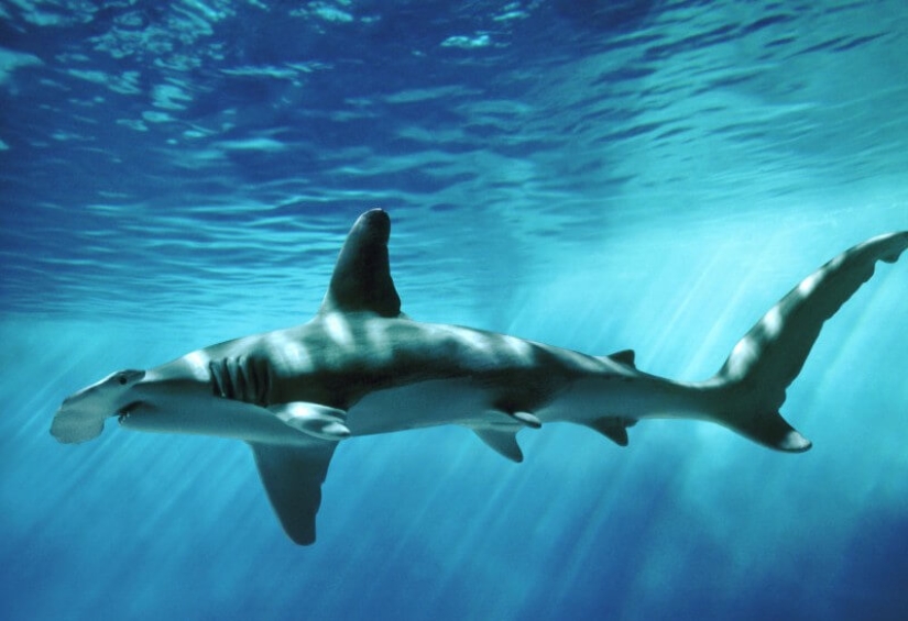 Why does the hammerhead shark have such a strange head shape?