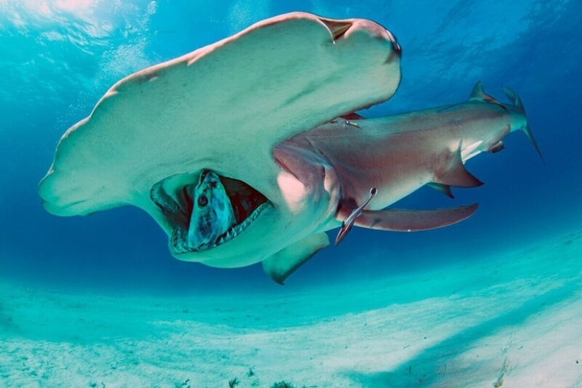 Why does the hammerhead shark have such a strange head shape?