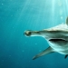 Why does the hammerhead shark have such a strange head shape?