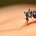 Why humanity can't get rid of mosquitoes