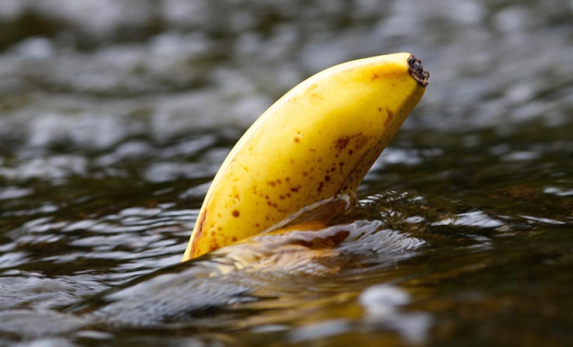 Why in the old days sailors categorically refused to take bananas on board