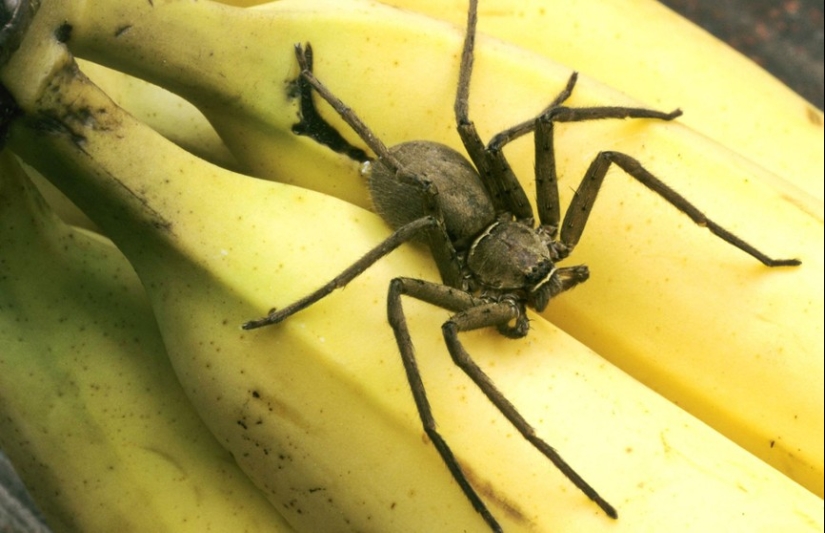 Why in the old days sailors categorically refused to take bananas on board