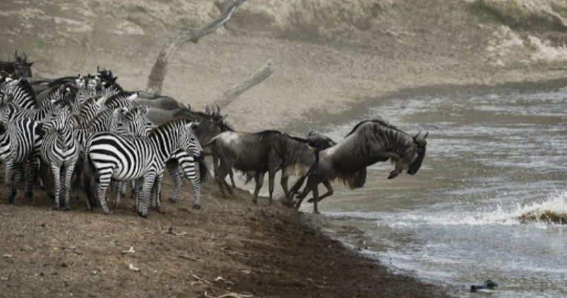 Why is Africa the Mara river annually kills thousands of animals