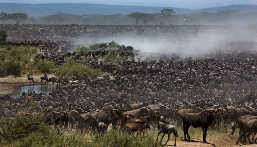 Why is Africa the Mara river annually kills thousands of animals