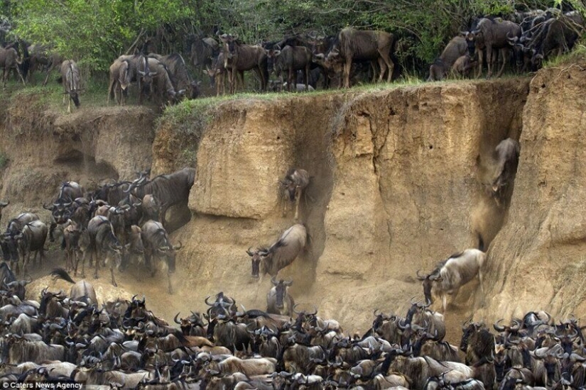 Why is Africa the Mara river annually kills thousands of animals