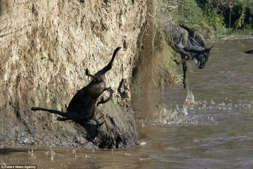 Why is Africa the Mara river annually kills thousands of animals