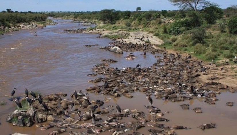 Why is Africa the Mara river annually kills thousands of animals