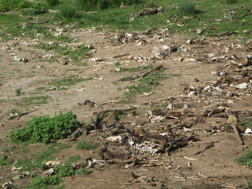 Why is Africa the Mara river annually kills thousands of animals